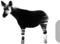 200x150 okapi logo